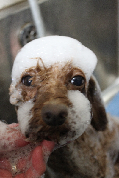 神奈川県横浜市のトイプードルのシャンプー画像