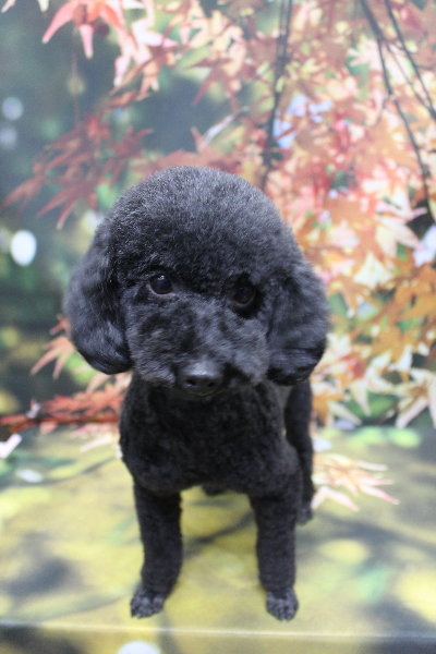 トイプードルブリーダーの成犬、トリミング画像