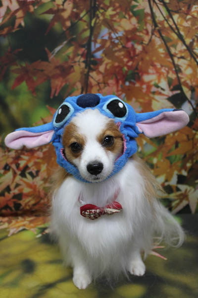 千葉県鎌ヶ谷市のパピヨンのトリミング画像