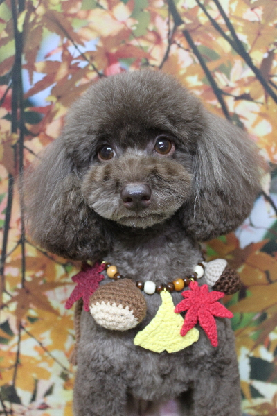 千葉県千葉市のトイプードルのトリミング画像