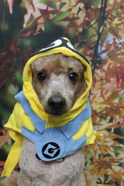 千葉県鎌ヶ谷市のトイプードルのトリミング画像