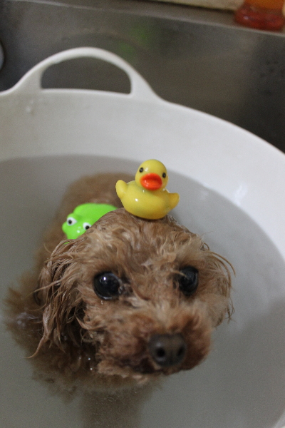 千葉県印西市のトイプードルの炭酸泉画像