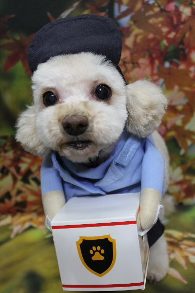 千葉県鎌ケ谷市のミックス犬のトリミング画像