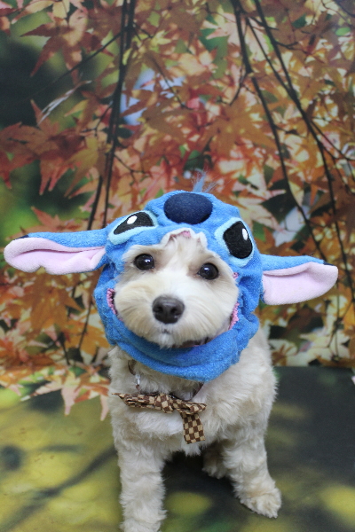 千葉県鎌ヶ谷市のミックス犬のトリミング画像