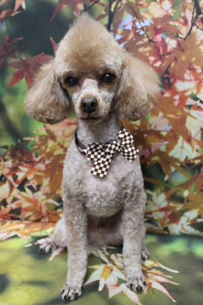 千葉県船橋市のトイプードルのトリミング画像