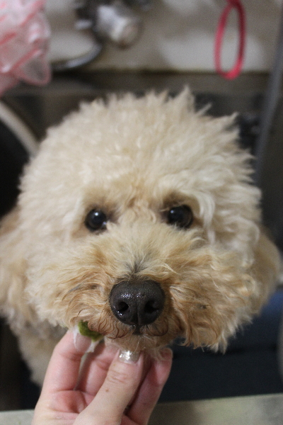 千葉県船橋市のトイプードルの歯磨き画像