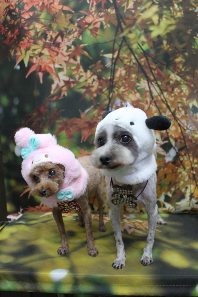 千葉県船橋市のトイプードルのトリミング画像