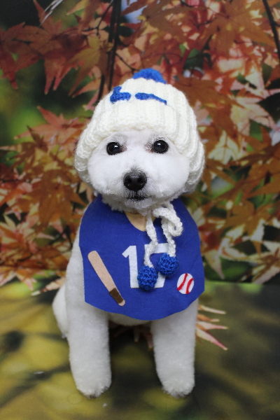 千葉県船橋市のトイプードルのトリミング画像