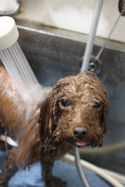 千葉県市川市のトイプードルのオゾンシャワー画像