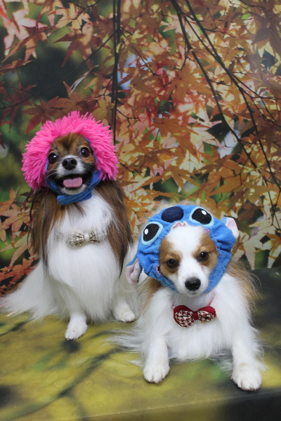 千葉県鎌ヶ谷市のパピヨンのトリミング画像