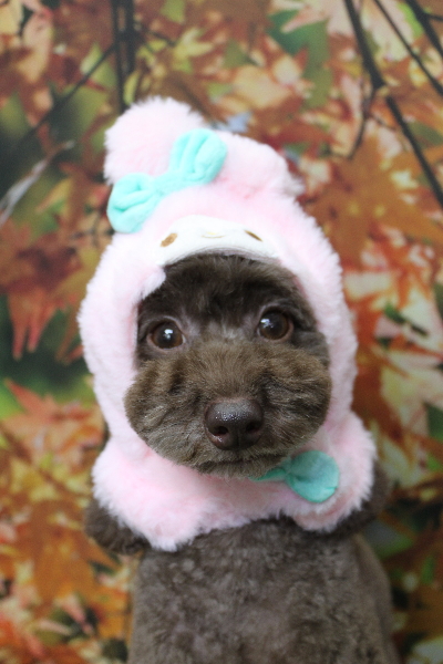 千葉県千葉市のトイプードルのトリミング画像