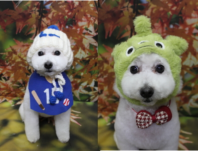 千葉県船橋市のトイプードルのトリミング画像