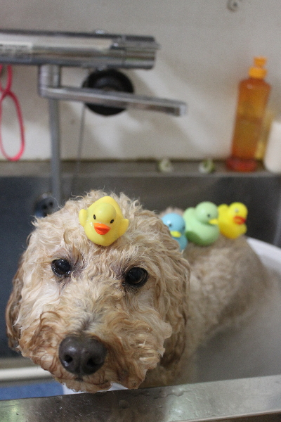 千葉県船橋市のトイプードルの炭酸泉画像