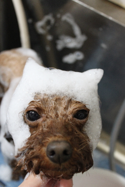 千葉県市川市のトイプードルのシャンプー画像