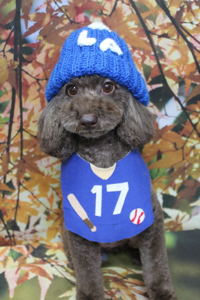 千葉県千葉市のトイプードルのトリミング画像