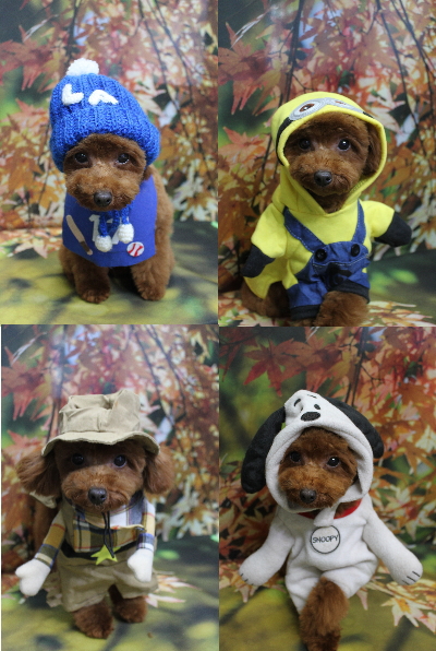 千葉県八千代市のトイプードルのトリミング画像