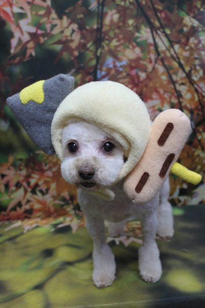 千葉県鎌ケ谷市のミックス犬のトリミング画像