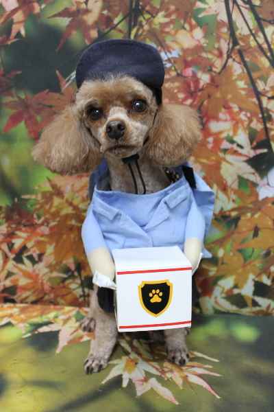 千葉県船橋市のトイプードルのトリミング画像