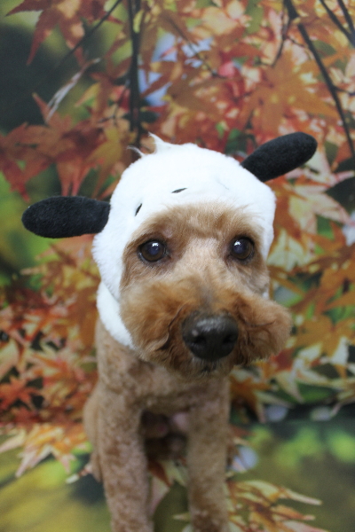 千葉県船橋市のトイプードルのトリミング画像