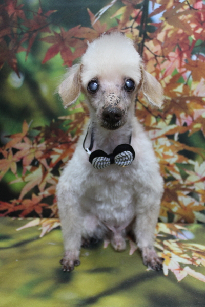 千葉県船橋市のトイプードルのトリミング画像