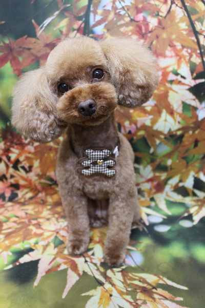 神奈川県横浜市のトイプードルのトリミング画像