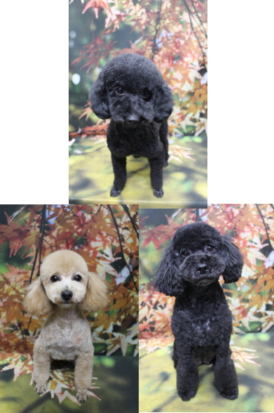 トイプードルブリーダーの成犬、トリミング画像