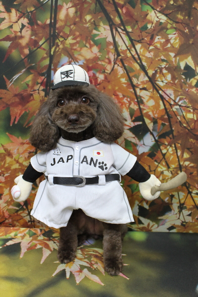 千葉県千葉市のトイプードルのトリミング画像