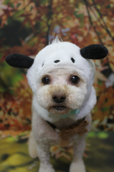 千葉県鎌ケ谷市のミックス犬のトリミング画像