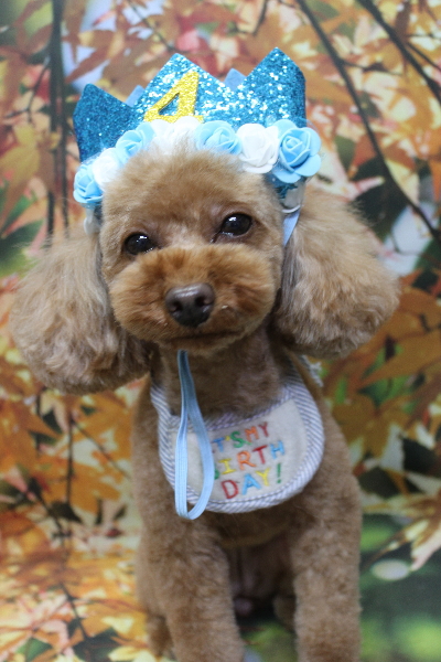 神奈川県横浜市のトイプードルのトリミング画像