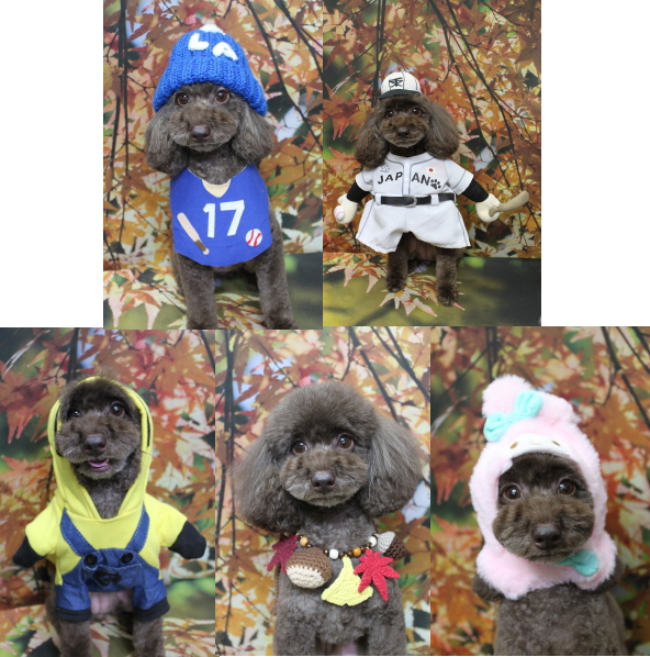 千葉県千葉市のトイプードルのトリミング画像