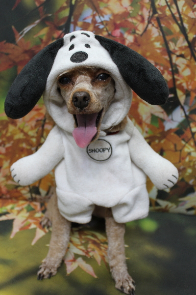 千葉県船橋市のトイプードルのトリミング画像