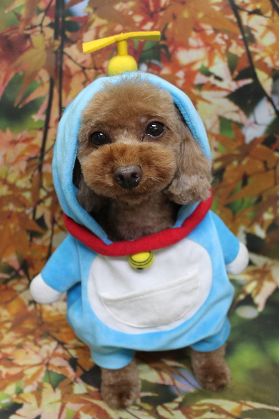 神奈川県横浜市のトイプードルのトリミング画像