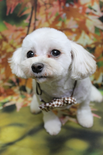千葉県鎌ケ谷市のミックス犬のトリミング画像