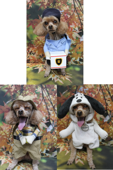 千葉県船橋市のトイプードルのトリミング画像