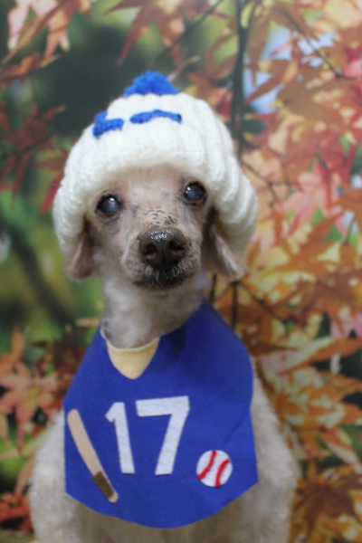 千葉県船橋市のトイプードルのトリミング画像