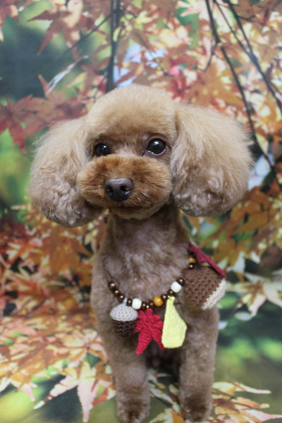 神奈川県横浜市のトイプードルのトリミング画像