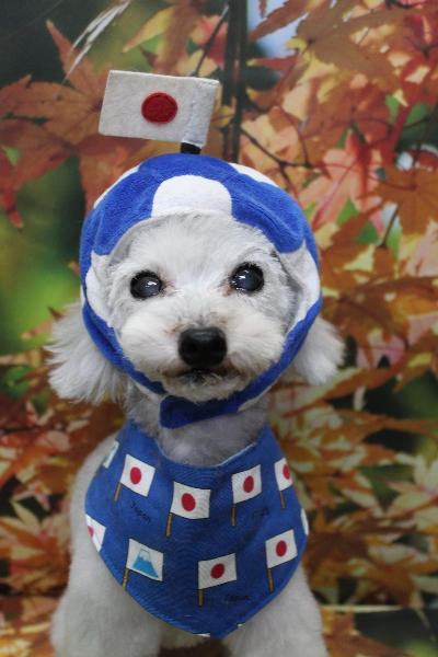 千葉県印西市のトイプードルのトリミング画像