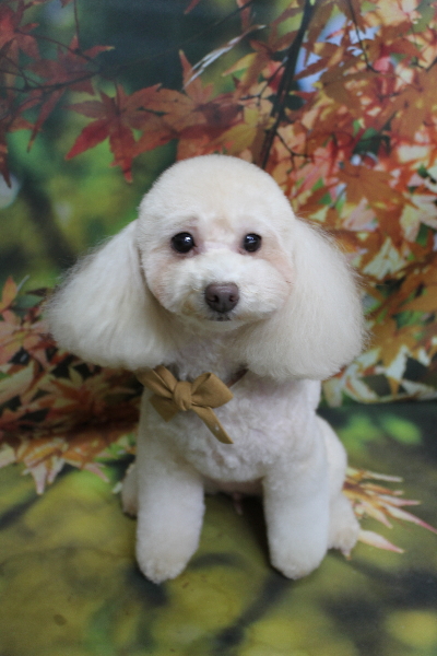 千葉県船橋市のトイプードルのトリミング画像