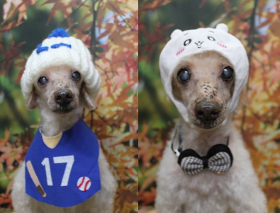 千葉県船橋市のトイプードルのトリミング画像