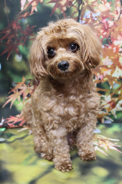 千葉県鎌ケ谷市のミックス犬のトリミング前画像