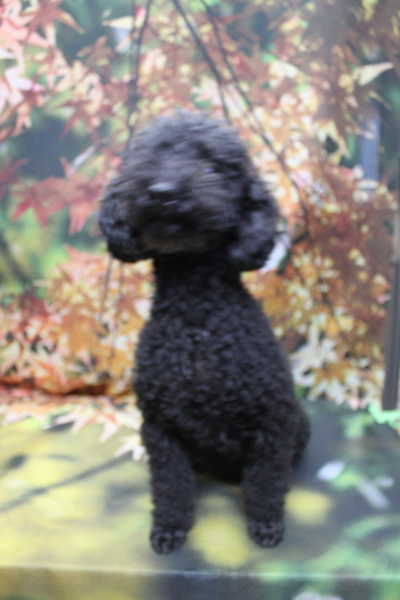 トイプードルブリーダーの成犬、トリミング画像