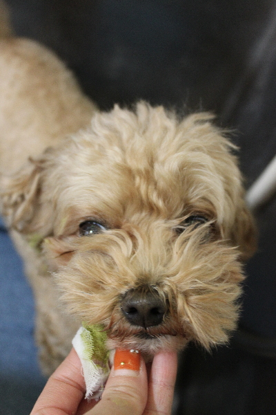 千葉県船橋市のミックス犬の歯磨き画像