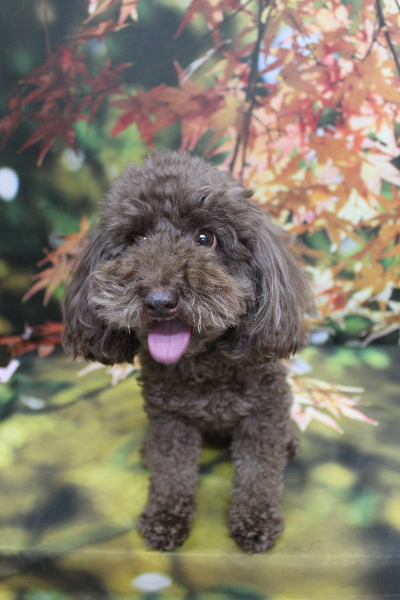 千葉県千葉市のトイプードルのトリミング前画像
