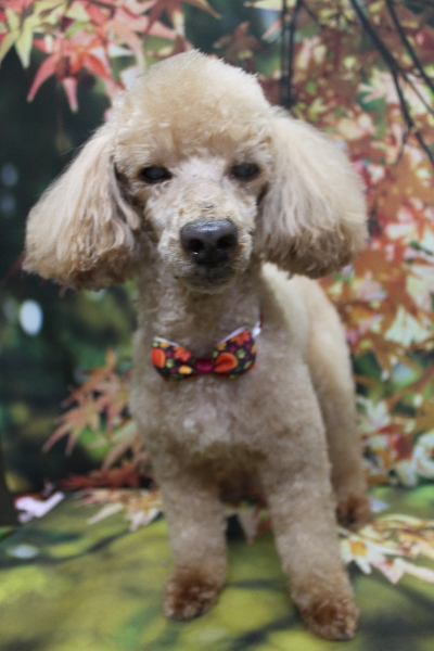 千葉県花見川区トイプードルのトリミング画像