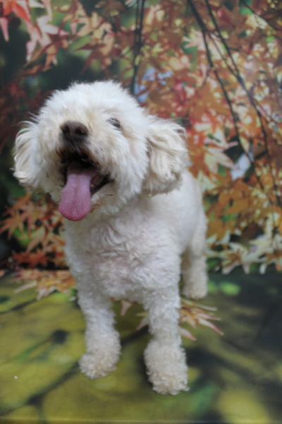 千葉県鎌ケ谷市のミックス犬のトリミング前画像