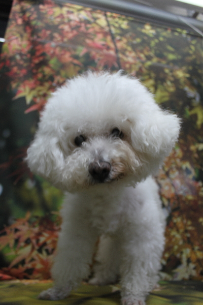 千葉県鎌ケ谷市のビションフリーゼのトリミング前画像