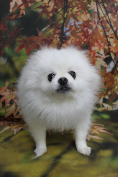 千葉県船橋市のポメラニアンのトリミング前画像