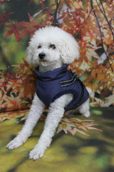 千葉県市川市のトイプードルのトリミング前画像