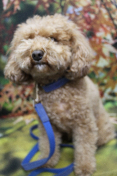 千葉県船橋市のトイプードルのトリミング前画像