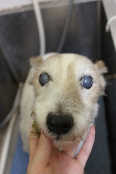 千葉県船橋市のジャックラッセルの歯磨き画像